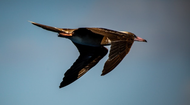 Gratis foto mooi schot van een laysan-albatros die vrijelijk van zijn vlucht over de koraalzee geniet