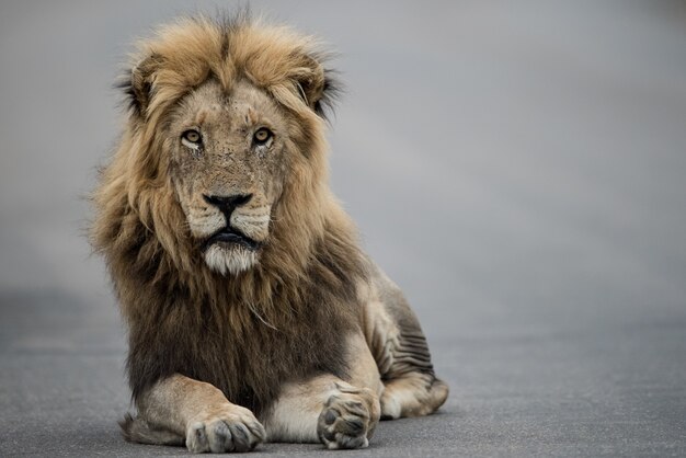 Mooi schot van een mannelijke leeuw die op de weg rust