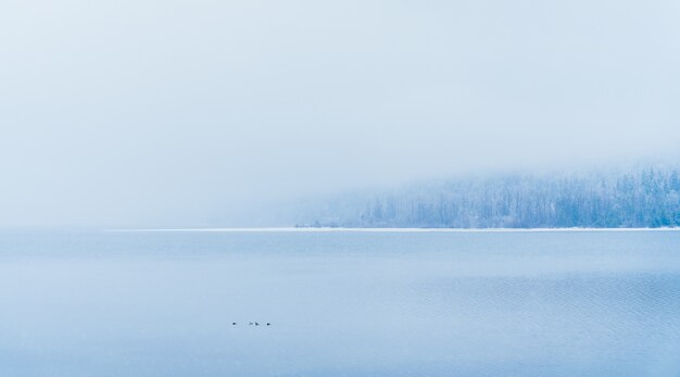 Mooi schot van een meer met besneeuwde bomen in de verte onder de mist