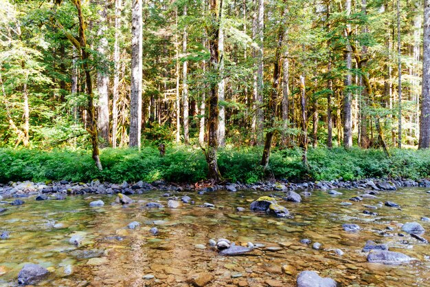 Mooi schot van een rivier vol rotsen in het midden van een bos