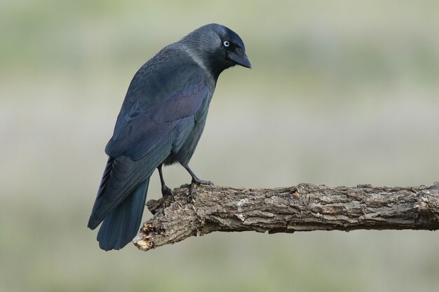 Mooi schot van een Westelijke Kauwvogel die op een tak in het bos wordt neergestreken