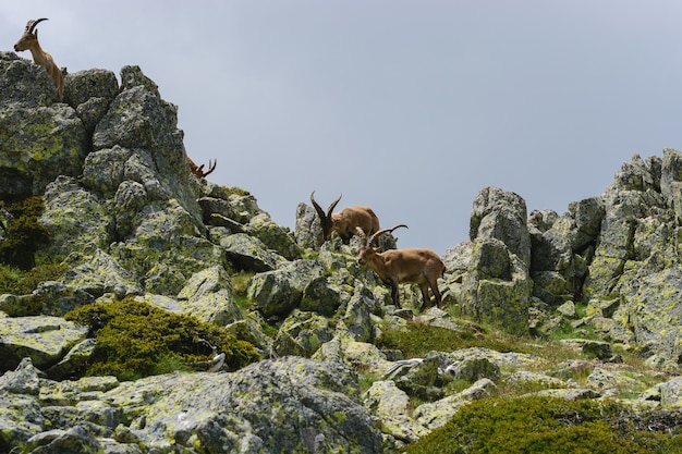 Mooi schot van een witstaarthert in rotsachtige bergen