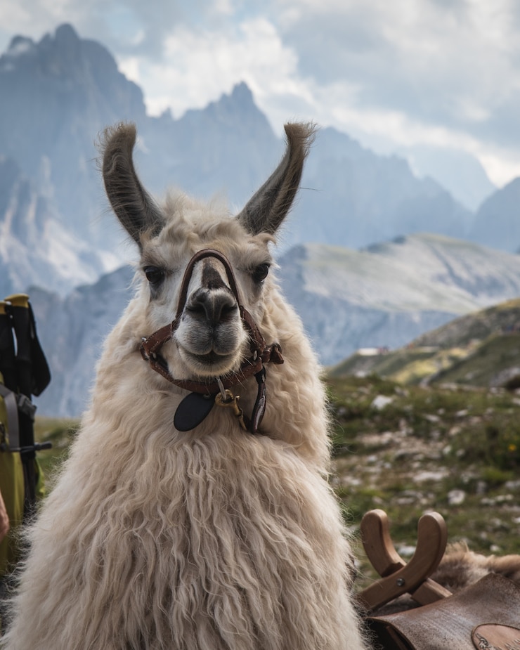 Gratis Foto mooi schot van een witte lama die de camera met vage bergen op de achtergrond bekijkt