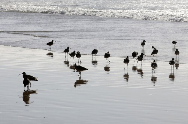 Mooi schot van een zwerm zwarte vogels in de oceaan met hun weerspiegeling in het water