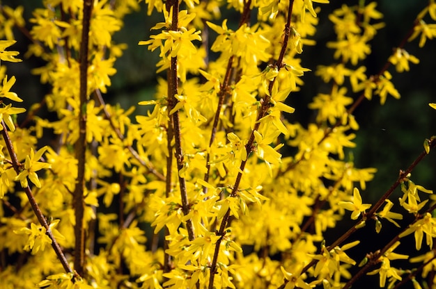 Mooi schot van gele wilde bloemen