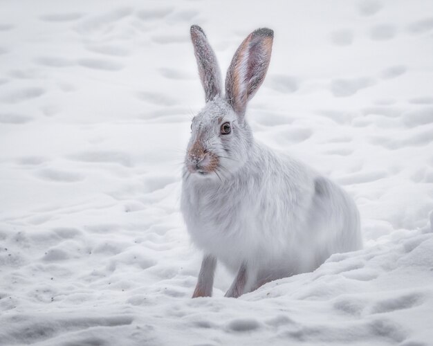 Mooi schot van het witte konijn in het besneeuwde bos