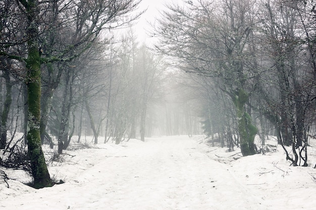 Mooi schot van kale bomen in een bos met een grond bedekt met sneeuw tijdens de winter