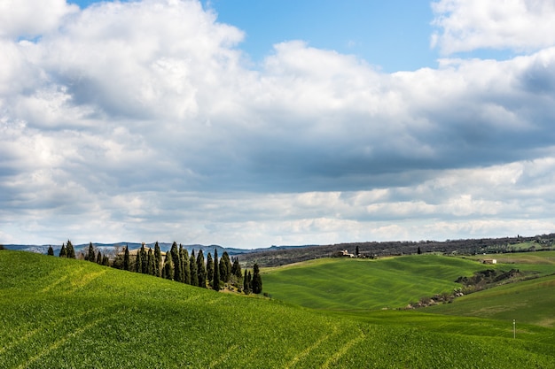 Mooi schot van met gras begroeide heuvels met groene bomen onder een bewolkte hemel