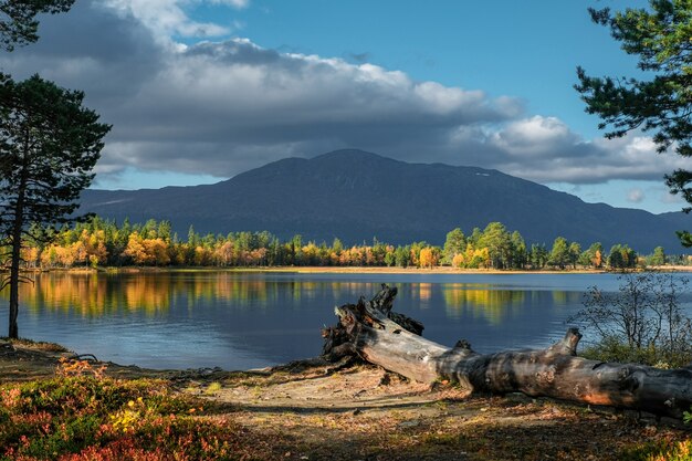 Mooi schot van natuurlijk landschap in de herfst