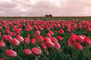 Gratis foto mooi schot van rode tulpen die in een groot landbouwgebied bloeien