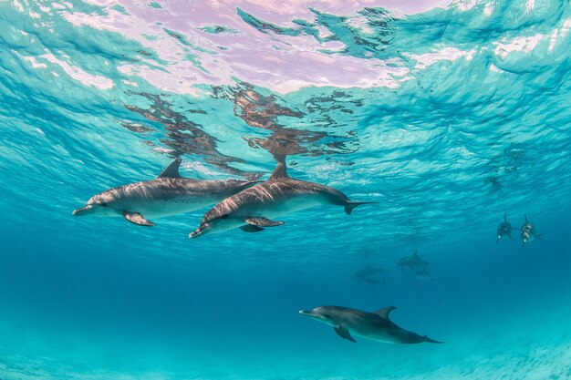 Mooi schot van schattige dolfijnen die onder water rondhangen in Bimini, Bahama's