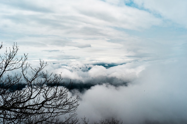 Mooi schot van witte grote wolken in de lucht en boomtakken aan de zijkant