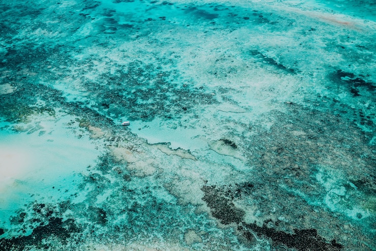 Gratis Foto mooi schot van zeebodem met adembenemende texturen - geweldig voor een unieke achtergrond of behang