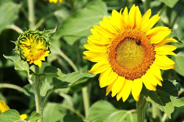 Mooi schot van zonnebloemen in het veld op een zonnige dag