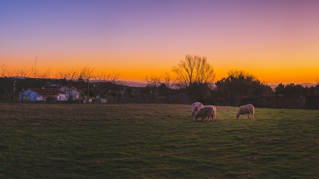Mooi shot van de schapen grazen in de groene velden tijdens zonsondergang