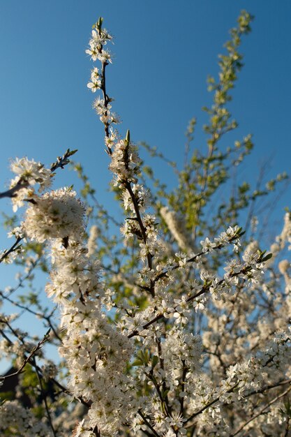 Mooi shot van de witte bloemen van een bloeiende boom met de blauwe lucht