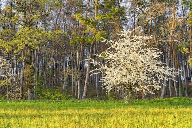 Mooi shot van een bloeiende witte boom omgeven door groen