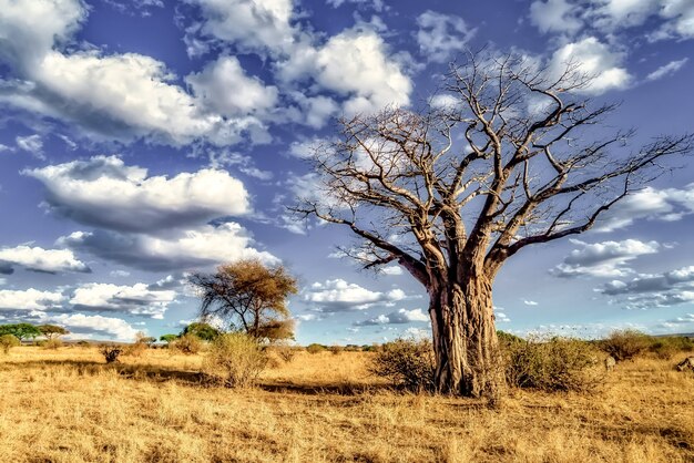 Mooi shot van een boom in de savannevlaktes met de blauwe lucht