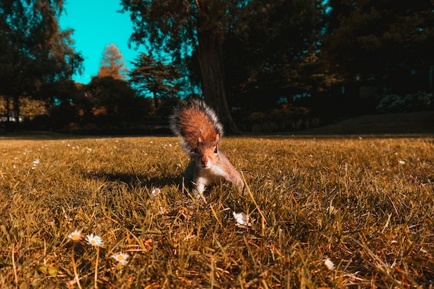 Mooi shot van een bruine eekhoorn in de velden