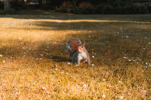 Mooi shot van een bruine eekhoorn in de velden