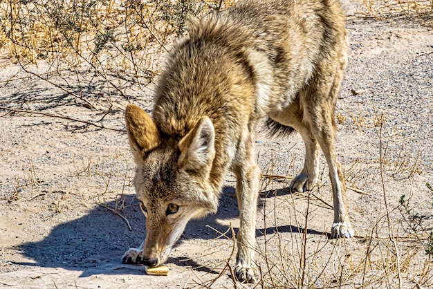 Mooi shot van een coyote die overdag het eten op de grond ruikt