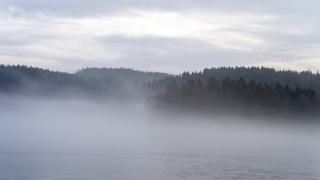 Mooi shot van een dennenbos bedekt met mist