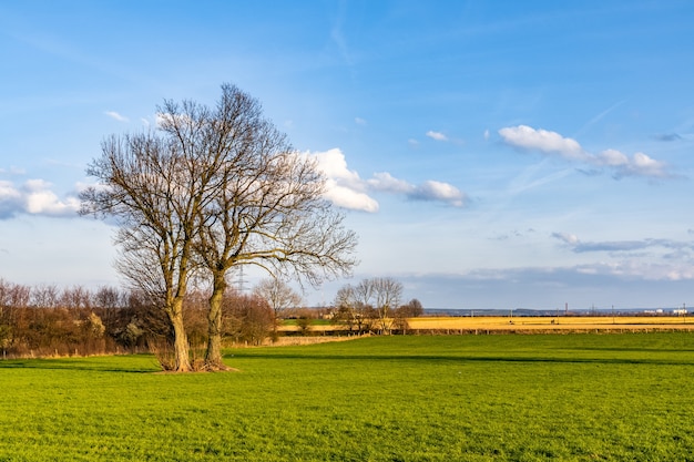 Mooi shot van een grasveld met een bladerloze boom onder een blauwe hemel