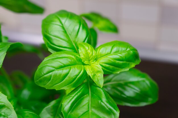 Mooi shot van een kamerplant met groene bladeren in de kamer