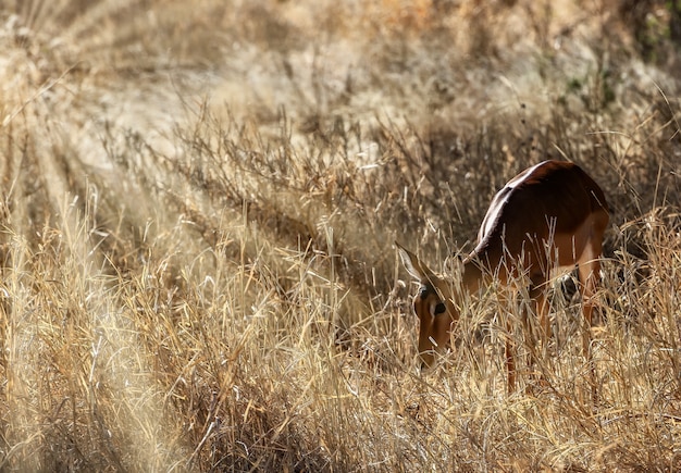 Gratis foto mooi shot van een schattig hert in de velden