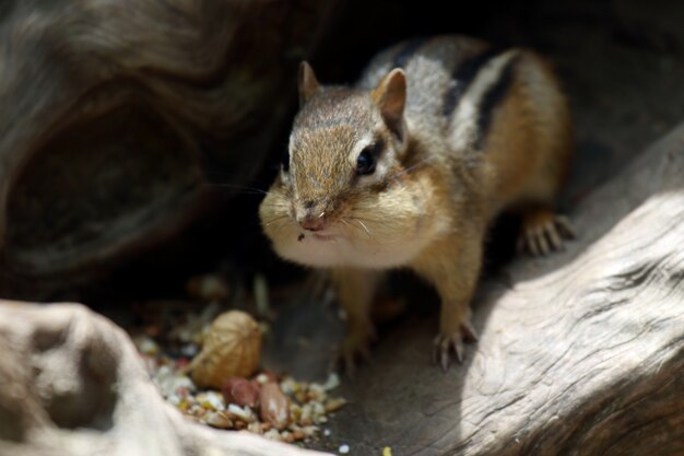 Mooi shot van een schattige aardeekhoorn die in de zomer noten eet in de Koninklijke Botanische Tuinen