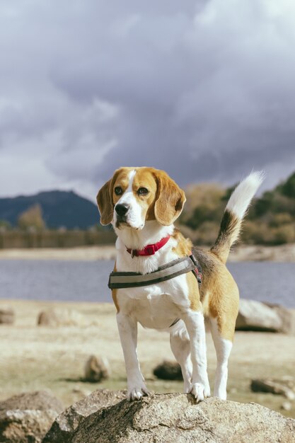 Mooi shot van een schattige beagle hond