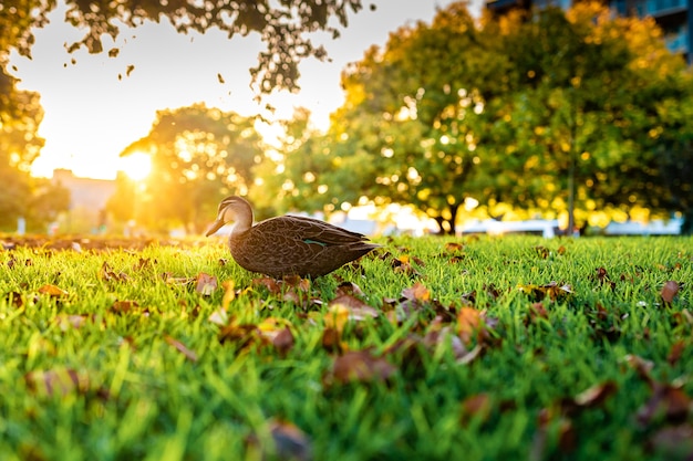 Mooi shot van een schattige wilde eend die op een gras loopt