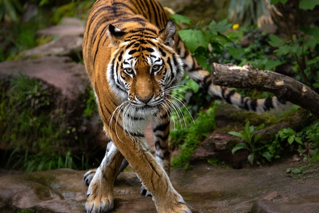 Mooi shot van een tijger die overdag in het bos staat