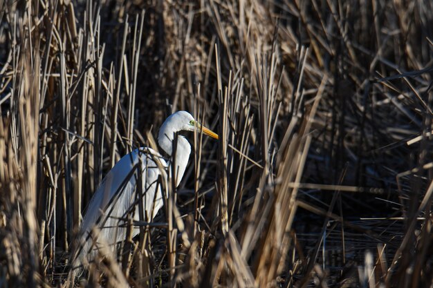 Mooi shot van een witte zilverreiger in de buurt van de vijver vol gras