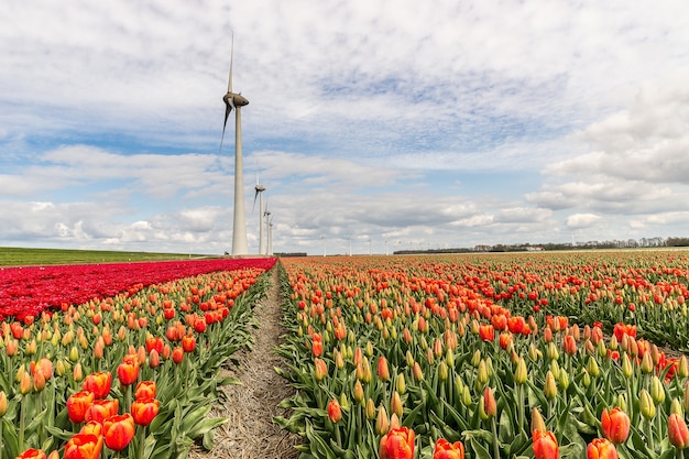 Mooi shot van verschillende soorten bloemenvelden met in de verte windmolens