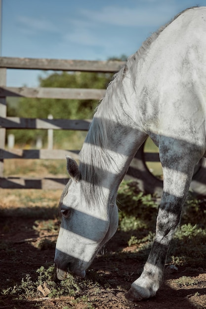 Gratis foto mooi, stil, wit paard wacht in paddock. dieren op de boerderij.