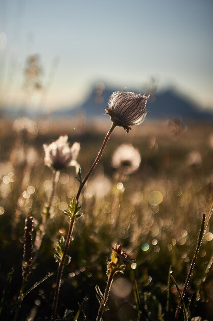 Mooi van een veld met droge bloemen