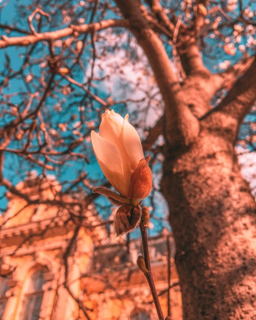 Mooi verticaal schot van een peachy bloem