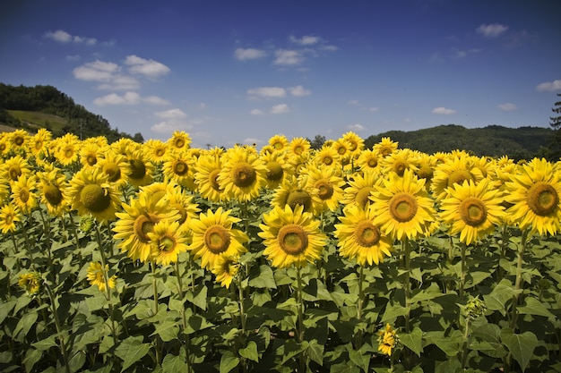 Mooi zonnebloemgebied onder het zonlicht en een blauwe hemel overdag