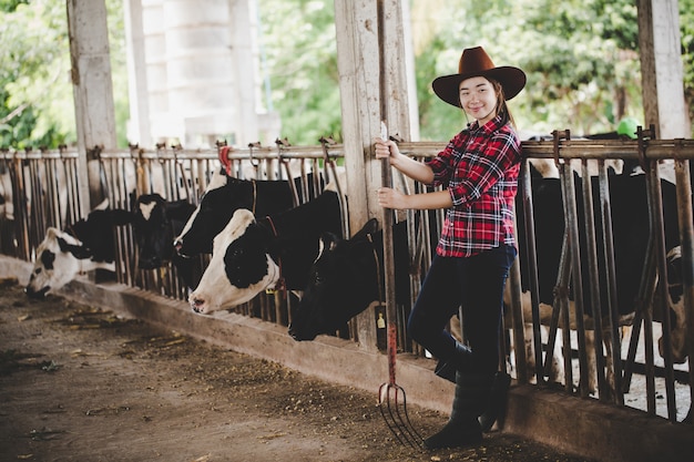 Mooie Aziatische vrouw of landbouwer met en koeien in koeiestal op zuivelboerderij.
