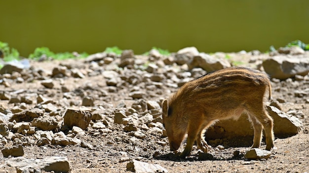 Gratis foto mooie biggetjes wild in de natuur wild zwijn dier in het bos