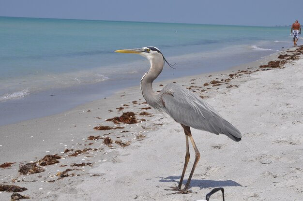 Mooie blauwe reiger die zich op het strand bevindt en geniet van het warme weer