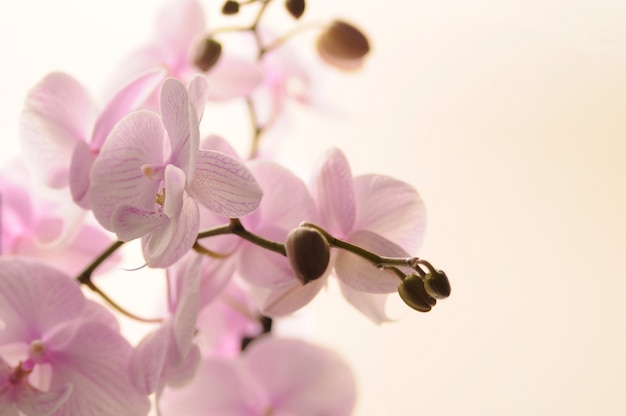 Mooie bloeiende orchidee geïsoleerd op wit. Roze orchidee bloem.