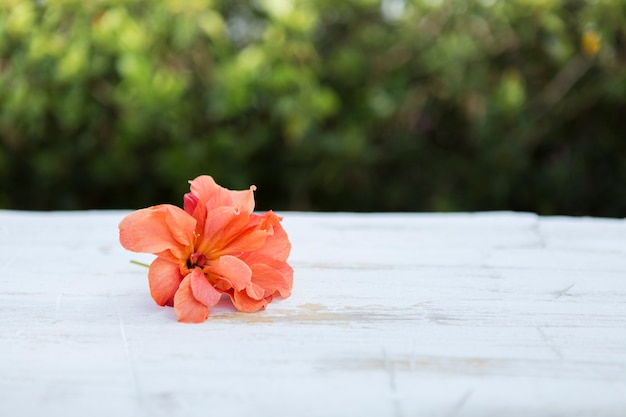 Mooie bloem op een witte ondergrond