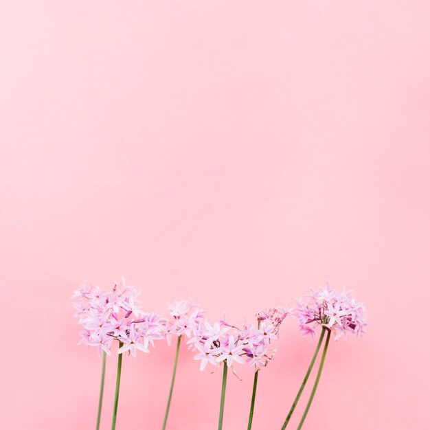 Mooie bloembos voor roze muur