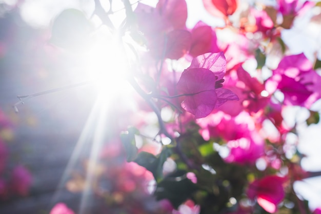 Mooie bloemen met zon achtergrond