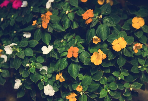 Mooie bloesem kleurrijke bloemen achtergrond