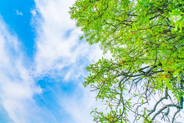 Mooie bomen tak op blauwe hemel.