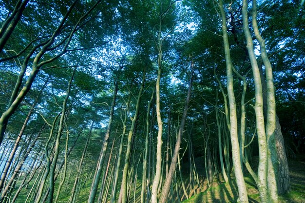 mooie bomen