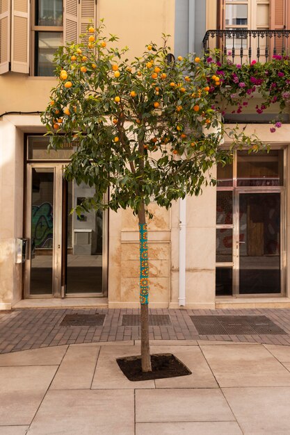 Mooie boom met rijpe oranje vruchten